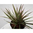 Dracaena marginata Tricolor 3pp Tuff   ( Ø 13/12 )