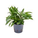 Dracaena reflexa Song of Jamaika 20-25 cm, ( Ø...