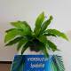 Asplenium antiquum ( Ø 13/12 ) - Nestfarn
