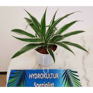 Dracaena der. White Stripe  Ø 13/12, 2er pp