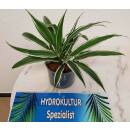 Dracaena der. White Stripe  Ø 13/12, 2er pp