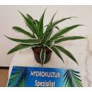 Dracaena der. White Stripe  Ø 13/12, 2er pp