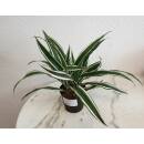 Dracaena der. White Stripe  Ø 13/12, 2er pp