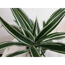 Dracaena der. White Stripe  Ø 13/12, 2er pp