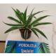 Dracaena der. White Stripe  Ø 13/12, 2er pp