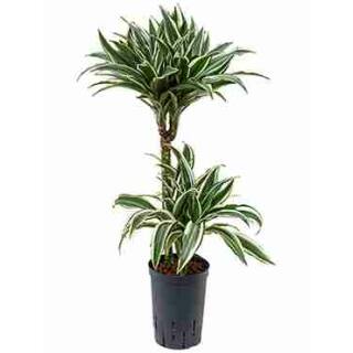 Dracaena der. White Stripe  Ø 15/19 (45/15, 80 - 100)