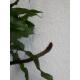 Davallia mariesii Microsorum ( Ø 13/12 ) - Katzenpfotenfarn