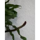 Davallia mariesii Microsorum  - Katzenpfotenfarn ( Ø 15/19 )