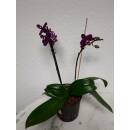 Phalaenopsis Orchidee ( Ø 13/12 ) 2-Blütentriebe dunkel lila