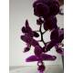 Phalaenopsis Orchidee ( Ø 13/12 ) 2-Blütentriebe dunkel lila