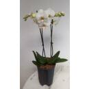 Phalaenopsis Orchidee ( Ø 15/19 ) 2 Blütentriebe weiß