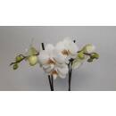 Phalaenopsis Orchidee ( Ø 15/19 ) 2 Blütentriebe weiß
