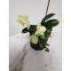 Phalaenopsis Orchidee ( Ø 13/12 ) 1-Blütentriebe Lemon Blüte
