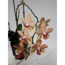 Phalaenopsis Orchidee ( Ø 13/12 ) 3-Blütentriebe gelb-rosa-gestreift