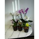 Phalaenopsis Orchidee ( Ø 13/12 ) 3-Blütentriebe gelb-rosa-gestreift