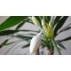 Eucharis amazonica - Amazonaslilie ( Ø 18/19 ) mit Blüte