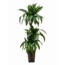 Dracaena der. Hawaiian Sunshine 60/30/15 - Ø 18/19, (100 - 120)