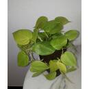 Philodendron scandens  Lemon  ( Ø 13/12 )  Scindapsus Lemon