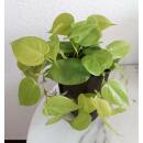 Philodendron scandens  Lemon  ( Ø 13/12 )...