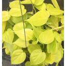 Philodendron scandens  Lemon  ( Ø 13/12 )  Scindapsus Lemon