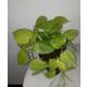 Philodendron scandens  Lemon  ( Ø 13/12 )  Scindapsus Lemon