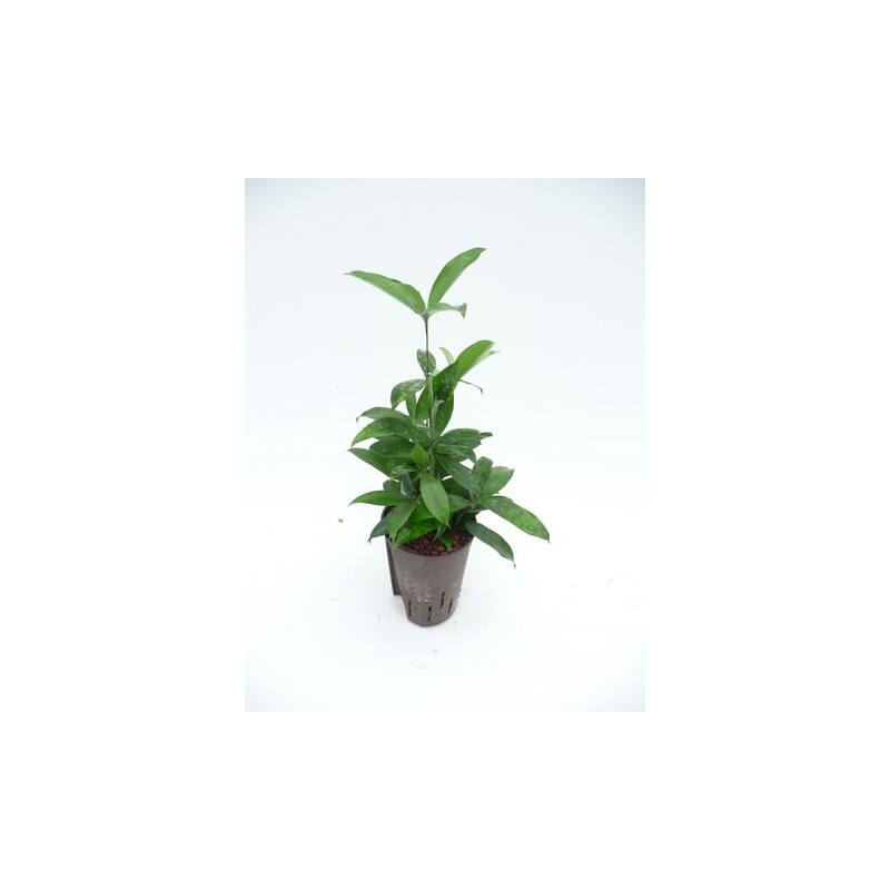 Dracaena surculosa 'Malaya Beauty' ( Ø 15/19 40-50)