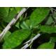 Dracaena surculosa Malaya Beauty ( Ø 15/19 40-50)