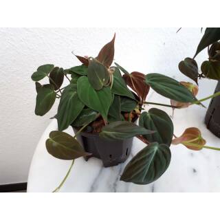Philodendron scandens Oxidatum / Micans ( &Oslash; 13/12 )