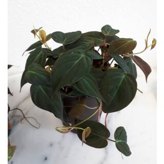 Philodendron scandens Micans ( Ø 15/19 )