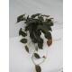 Philodendron scandens Micans ( Ø 15/19 )
