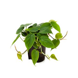 Philodendron scandens ( Ø 15/19 )