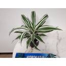 Dracaena deremensis White Jewel ( Ø 13/12 )