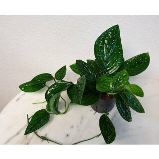Epipremnum pinnatum Marble Planet ( Ø 13/12 )