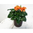Crossandra infundibuliformis ( Ø 13/12 )