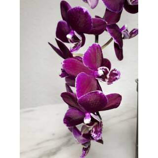 Phalaenopsis Orchidee ( Ø 13/12 ) Blütentrieb dunkel lila