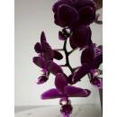 Phalaenopsis Orchidee ( Ø 13/12 ) Blütentrieb dunkel lila