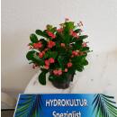 Euphorbia-milii ( Ø 18/19 ) - Christusdorn