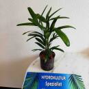 Rhapis excelsa -  Steckenpalme  ( Ø 15/19 ) 60 cm