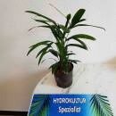 Rhapis excelsa -  Steckenpalme  ( Ø 15/19 ) 60 cm