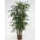 Rhapis excelsa -  Steckenpalme  ( Ø 15/19 ) 60 cm