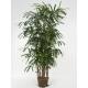 Rhapis excelsa -  Steckenpalme  ( Ø 15/19 ) 60 cm