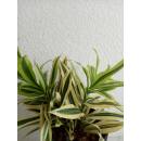 Dracaena reflexa Song of India  ( Ø 15/19, 2pp, 30...