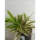 Dracaena reflexa Song of India  ( Ø 15/19, 2pp, 30...