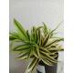 Dracaena reflexa Song of India  ( Ø 15/19, 2pp, 30 - 40)