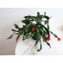 Rhipsalis gaertneri - Oaster Kactus - Easter Cactus  ( Ø 13/12 )