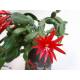 Rhipsalis gaertneri - Oaster Kactus - Easter Cactus  ( Ø 13/12 )