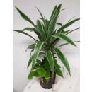 Dracaena der. Warneckii  Ø 13/12  3er Arrangement