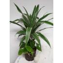 Dracaena der. Warneckii  Ø 13/12  3er Arrangement