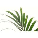 Howeia forsteriana - Kentia Palme ( &Oslash; 18/19,  80 - 100 cm)