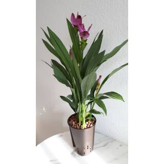 Curcuma alismatifolia - Safranwurz - Gelbwurz ( Ø 15/19 )